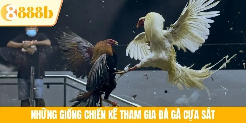 Những giống chiến kê tham gia đá gà cựa sắt