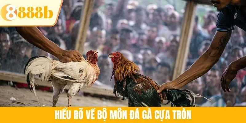 Hiểu rõ về bộ môn đá gà cựa tròn