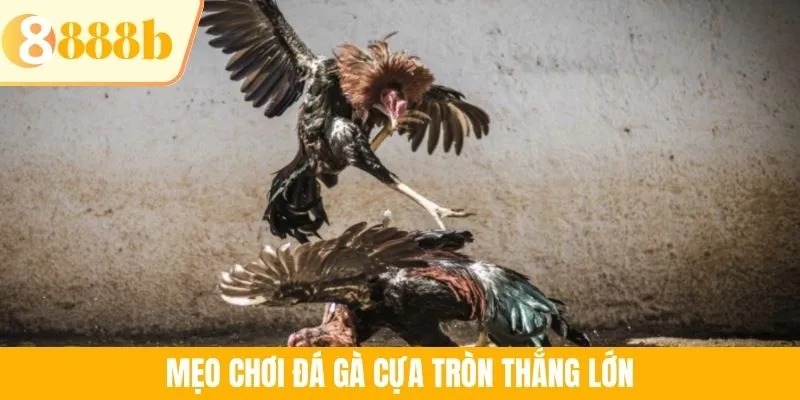 Mẹo chơi đá gà cựa tròn thắng lớn