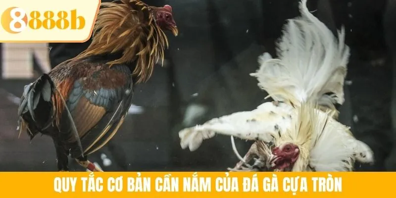 Quy tắc cơ bản cần nắm của đá gà cựa tròn