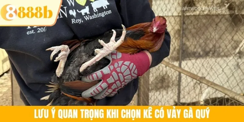 Lưu ý quan trọng khi chọn kê có vảy gà quý
